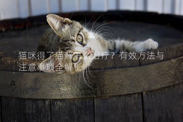 猫咪得了猫藓怎么治疗？有效方法与注意事项全解析