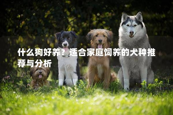 什么狗好养？适合家庭饲养的犬种推荐与分析