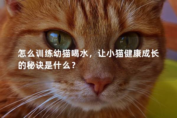 怎么训练幼猫喝水，让小猫健康成长的秘诀是什么？