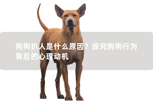 狗狗扒人是什么原因？探究狗狗行为背后的心理动机