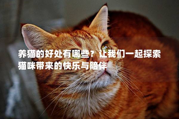 养猫的好处有哪些？让我们一起探索猫咪带来的快乐与陪伴