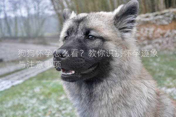 狗狗怀孕怎么看？教你识别怀孕迹象与注意事项