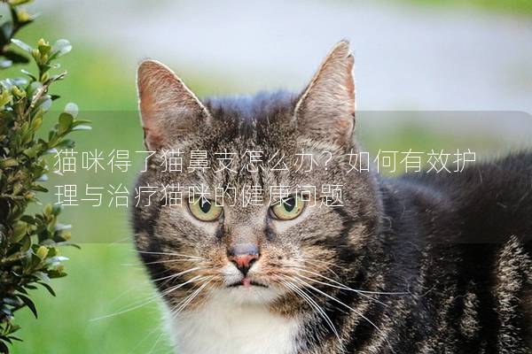 猫咪得了猫鼻支怎么办？如何有效护理与治疗猫咪的健康问题