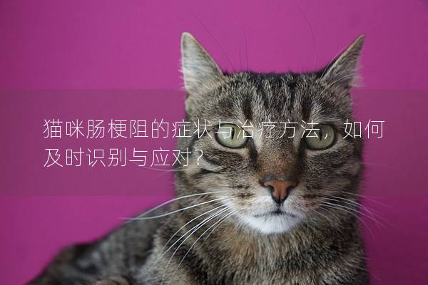 猫咪肠梗阻的症状与治疗方法，如何及时识别与应对？