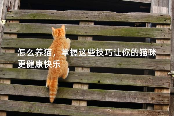 怎么养猫，掌握这些技巧让你的猫咪更健康快乐