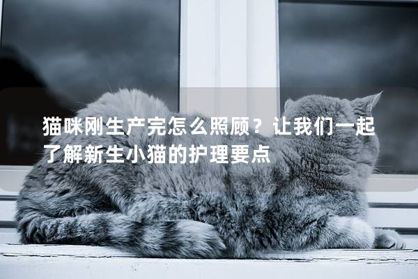 猫咪刚生产完怎么照顾？让我们一起了解新生小猫的护理要点