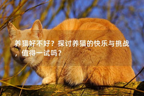 养猫好不好？探讨养猫的快乐与挑战，值得一试吗？