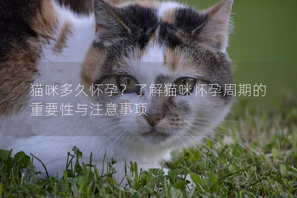 猫咪多久怀孕？了解猫咪怀孕周期的重要性与注意事项