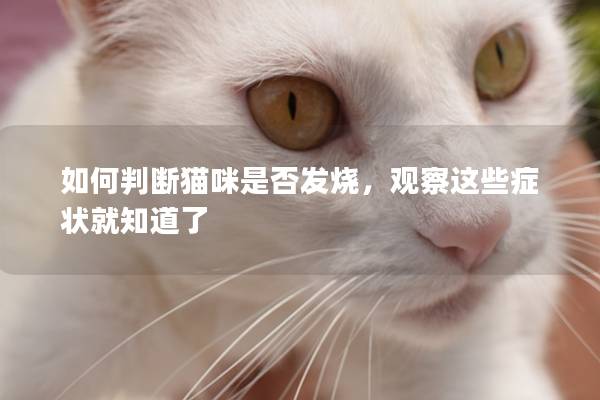 如何判断猫咪是否发烧，观察这些症状就知道了