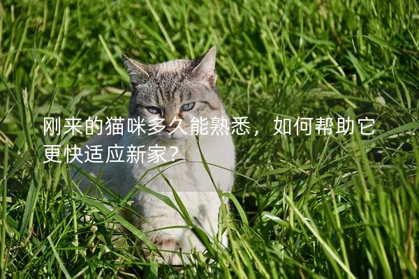 刚来的猫咪多久能熟悉，如何帮助它更快适应新家？