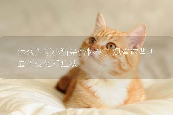 怎么判断小猫是否怀孕，观察这些明显的变化和症状