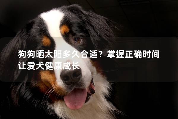 狗狗晒太阳多久合适？掌握正确时间让爱犬健康成长