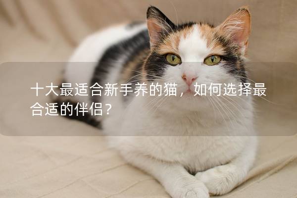 十大最适合新手养的猫，如何选择最合适的伴侣？