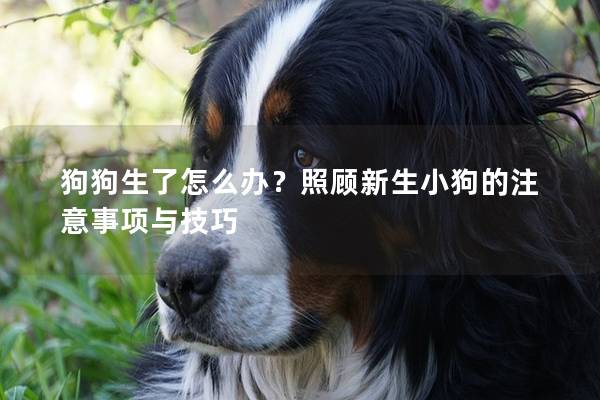 狗狗生了怎么办？照顾新生小狗的注意事项与技巧