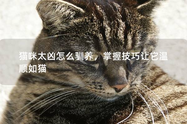 猫咪太凶怎么驯养，掌握技巧让它温顺如猫