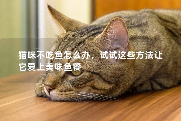 猫咪不吃鱼怎么办，试试这些方法让它爱上美味鱼餐