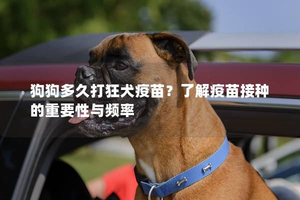 狗狗多久打狂犬疫苗？了解疫苗接种的重要性与频率