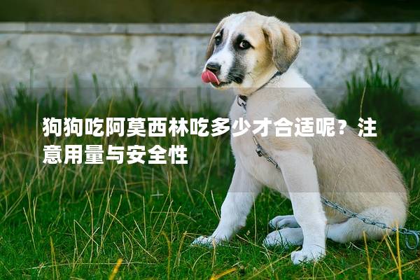 狗狗吃阿莫西林吃多少才合适呢？注意用量与安全性