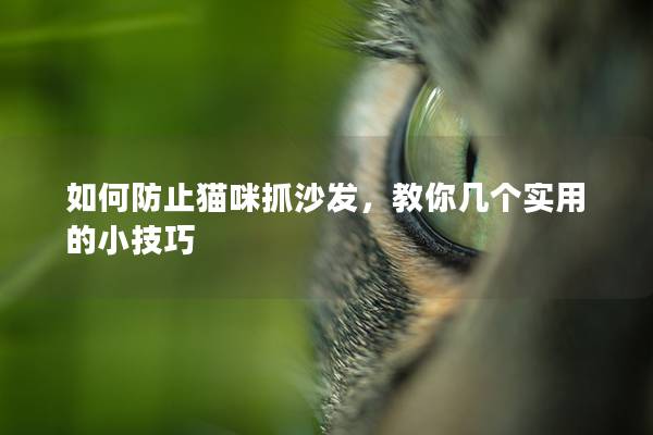 如何防止猫咪抓沙发，教你几个实用的小技巧