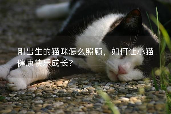 刚出生的猫咪怎么照顾，如何让小猫健康快乐成长？