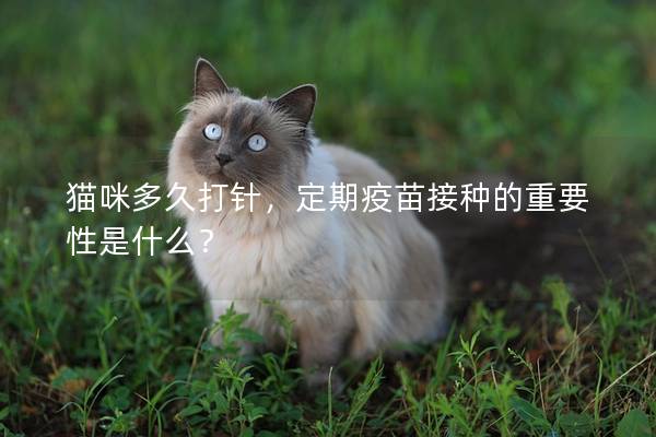 猫咪多久打针，定期疫苗接种的重要性是什么？