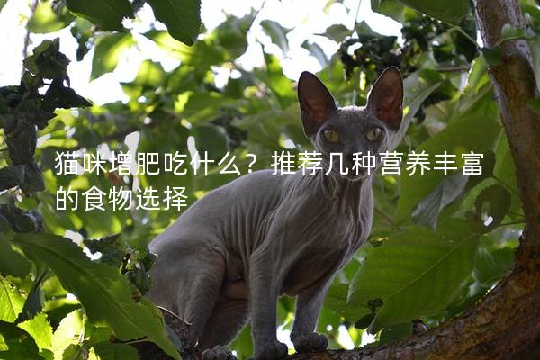 猫咪增肥吃什么？推荐几种营养丰富的食物选择