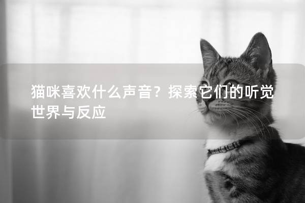 猫咪喜欢什么声音？探索它们的听觉世界与反应