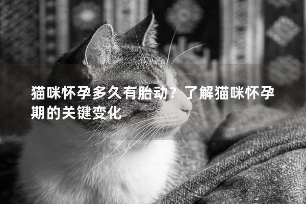 猫咪怀孕多久有胎动？了解猫咪怀孕期的关键变化