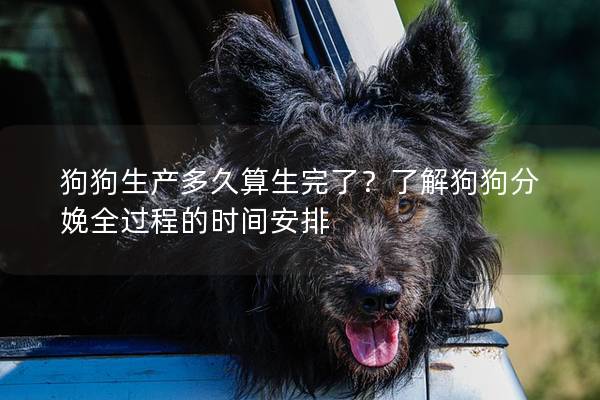 狗狗生产多久算生完了？了解狗狗分娩全过程的时间安排