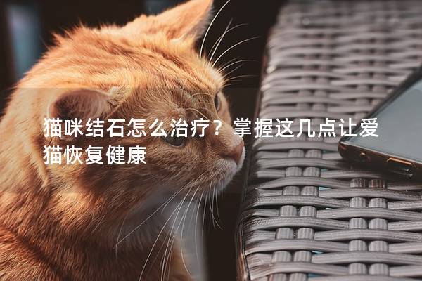 猫咪结石怎么治疗？掌握这几点让爱猫恢复健康