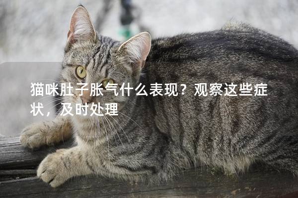 猫咪肚子胀气什么表现？观察这些症状，及时处理