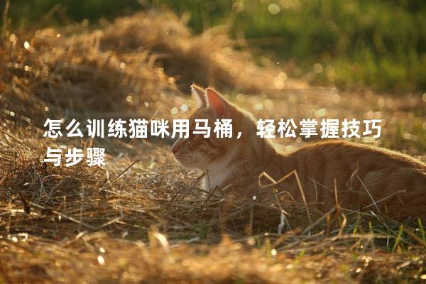 怎么训练猫咪用马桶，轻松掌握技巧与步骤