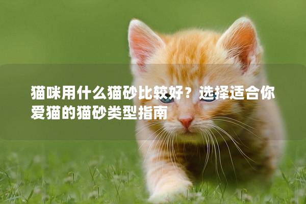 猫咪用什么猫砂比较好？选择适合你爱猫的猫砂类型指南