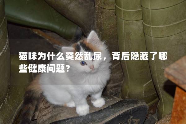 猫咪为什么突然乱尿，背后隐藏了哪些健康问题？