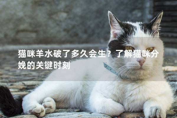 猫咪羊水破了多久会生？了解猫咪分娩的关键时刻