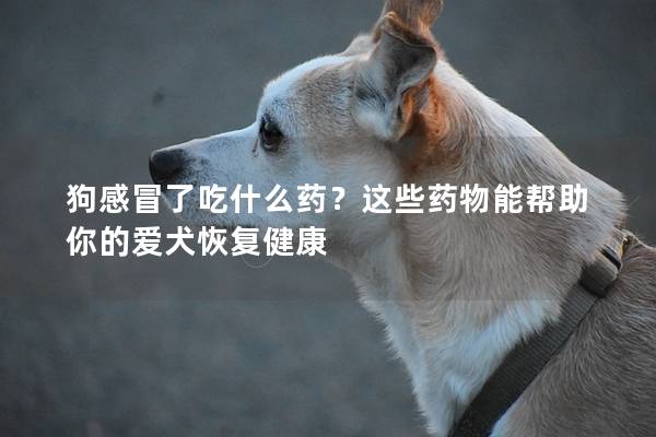 狗感冒了吃什么药？这些药物能帮助你的爱犬恢复健康