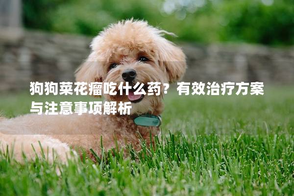 狗狗菜花瘤吃什么药？有效治疗方案与注意事项解析