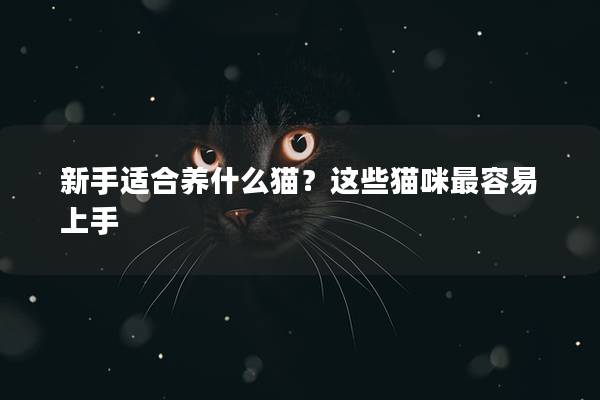 新手适合养什么猫？这些猫咪最容易上手