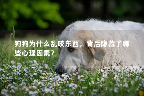 狗狗为什么乱咬东西，背后隐藏了哪些心理因素？