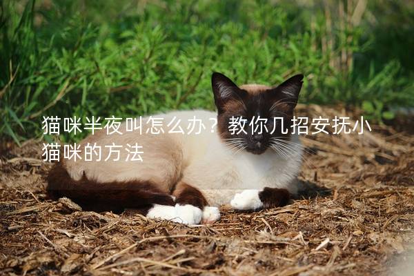 猫咪半夜叫怎么办？教你几招安抚小猫咪的方法