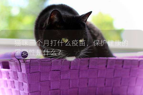 猫咪三个月打什么疫苗，保护健康的重要性是什么？