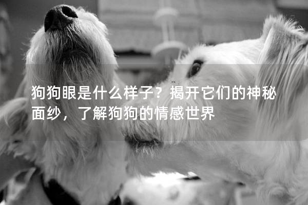 狗狗眼是什么样子？揭开它们的神秘面纱，了解狗狗的情感世界