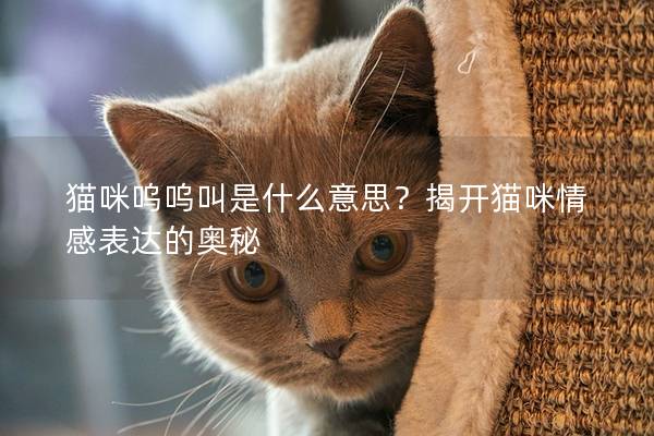 猫咪呜呜叫是什么意思？揭开猫咪情感表达的奥秘