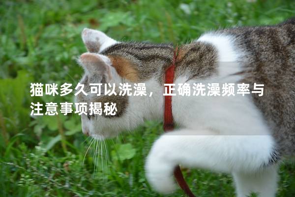 猫咪多久可以洗澡，正确洗澡频率与注意事项揭秘