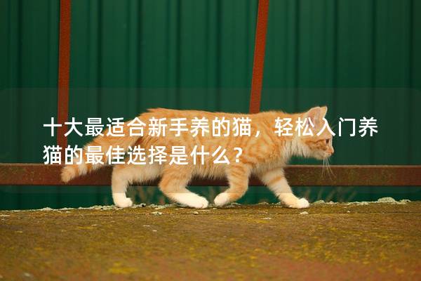 十大最适合新手养的猫，轻松入门养猫的最佳选择是什么？