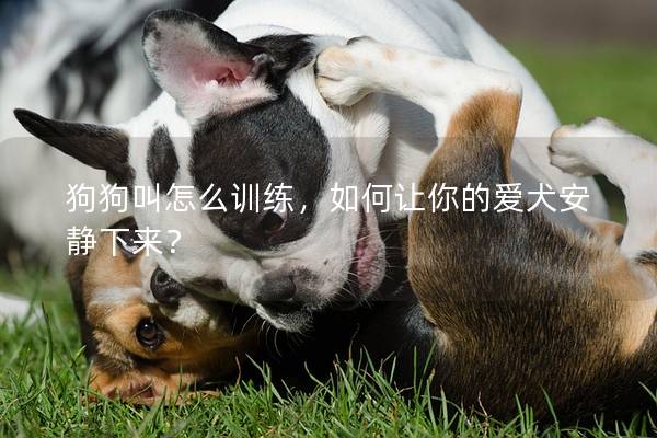 狗狗叫怎么训练，如何让你的爱犬安静下来？