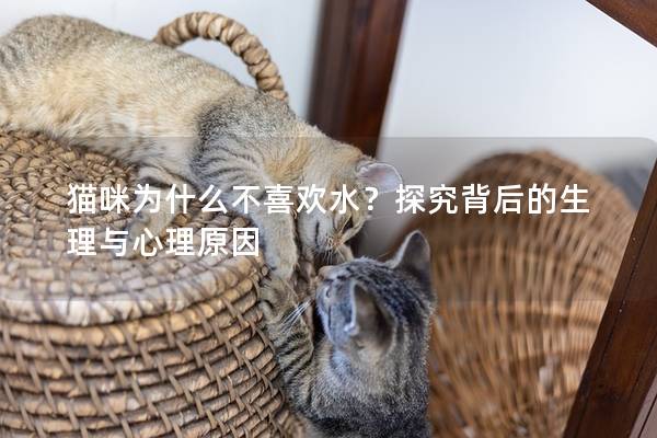 猫咪为什么不喜欢水？探究背后的生理与心理原因