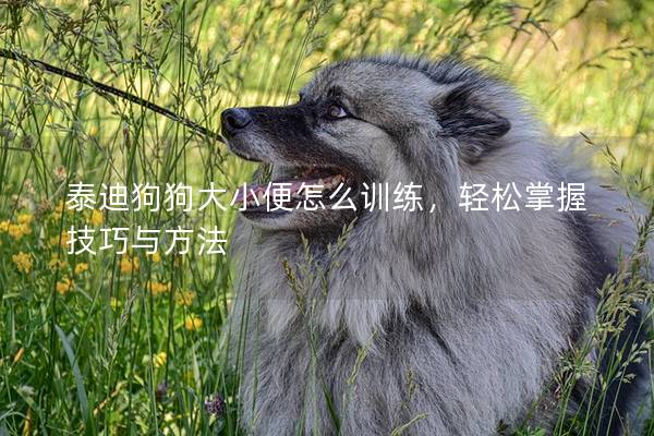 泰迪狗狗大小便怎么训练，轻松掌握技巧与方法