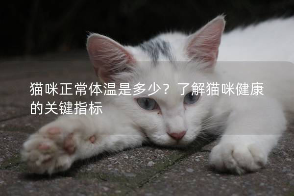 猫咪正常体温是多少？了解猫咪健康的关键指标