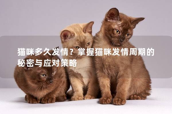 猫咪多久发情？掌握猫咪发情周期的秘密与应对策略